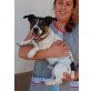 Edgar, Jack-Russell-Terrier - Rüde