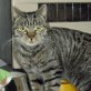 Edgar, wunderschöner Tiger - Kater