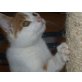 Edi, Enrico, Hauskatzen - Kater