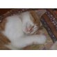Edi,Enrico,Leopold,Toni, Hauskatzen - Kater