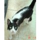 Edi, Europäische Kurzhaarkatze - Kater