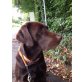 Edi, Labrador Retriever - Rüde