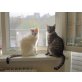 Edi und Mia - Kater