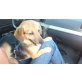 Edie, Dackel-Schäferhund-Mix - Rüde