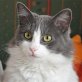 Edine, Langhaar-Mix - Katze