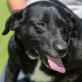 Edita, Labrador - Hündin