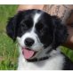 Edith, Border Collie Mix Welpen - Hündin