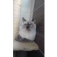 Edith Piaf   (Pia), Britisch Kurzhaarkatze - Katze