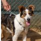 Editta, Border Collie Mix - Hündin
