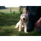 Edle Golden Doodle Mäderl, Goldendoodle Welpen - Hündin