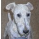Edu, Fox Terrier - Rüde