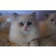 Eduard, Ragdoll - Kater