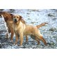 Edward, Labrador Retriever - Rüde