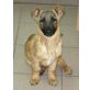 Efes, Tierschutzhund - Rüde