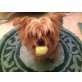 Egal, Yorkshire Terrier - Rüde