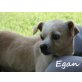Egan-ist eine superliebe Begleiterin, Chiuaha-Mischling - Hündin