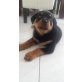 Egon, Rottweiler Welpen - Rüde
