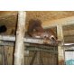 Eichhörnchen, Eichhörnchen - männlich
