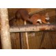 Eichhörnchen, Eichhörnchen - männlich