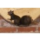 Eichhörnchen - männlich