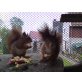 Eichhörnchen - weiblich
