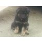 Eika , Altdeutsche Schäferhunde Welpen - Hündin