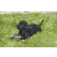 Eika, Riesenschnauzer Welpen - Hündin