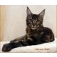 Eiko, Maine Coon - Kater