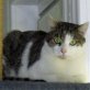 Eileen, scheue - Katze