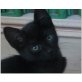 Eilin,  Eilin zahm+verspielt! 10 Wo/Geimpft  - Katze