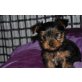 Ein Bild sagt mehr als Worte,YorkshireTerrier - Rüde
