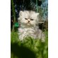 Ein Kater und eine Katze, Perser - Katze