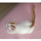 Ein Mädchen auf der Suche, Türkische Van Katze - Katze