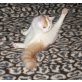 Ein Pärchen  zwei Rassen, Britisch Kurzhaarkatze - Katze