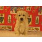 Ein Rüde & Eine Hündin, Golden Retriever Welpen - Hündin