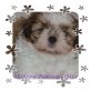 Ein Shih Tzu - Pekinesen Mix Hündin sucht Fam Welpen - Hündin