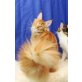 Ein außergewöhnlicher Kater-Octavius, Maine Coon - Kater