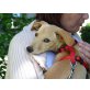 Ein besonderes Hundekind sucht seine Familie! - Hündin