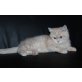  Ein bildschönes Bkh creme Käterchen mit Stam - Kater