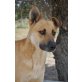 Ein ganz besonderer Hund...! - Rüde