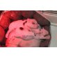 Ein kleines Minischwein Ferkel Mädel ( Handa - weiblich