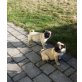 Ein süßes Mopsmädi, Mops Welpen - Hündin