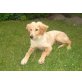 Ein wunderbares Hundekind sucht sein Glück! - Rüde