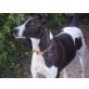 Ein zu Hause für Sandy?, Podenco-Mix - Hündin