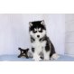 *Eingetragene Pomsky Welpen*, Siberian Husky - Rüde