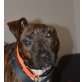 Einohr, Amerikanischer Staffordshire-Terrier - Rüde