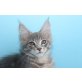 Einstein A Star Coon, Maine Coon - Kater