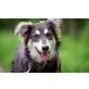 Einstein, Border Collie Mix Welpen - Rüde