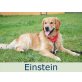 Einstein, Golden Retriever - Rüde
