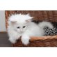 Einzelkind :), Maine Coon - Katze